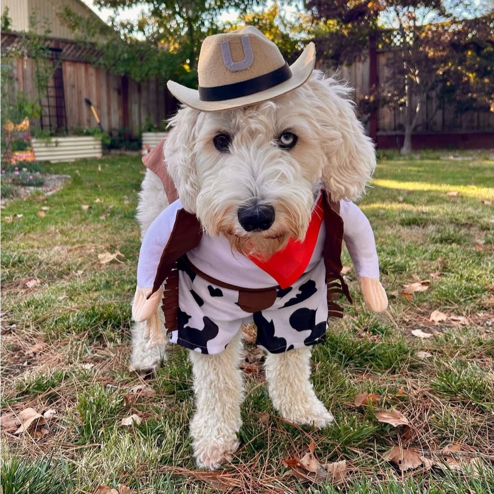 Dog Halloween cowboy costume